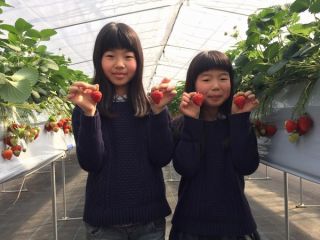 出雲崎いちご畑の写真1