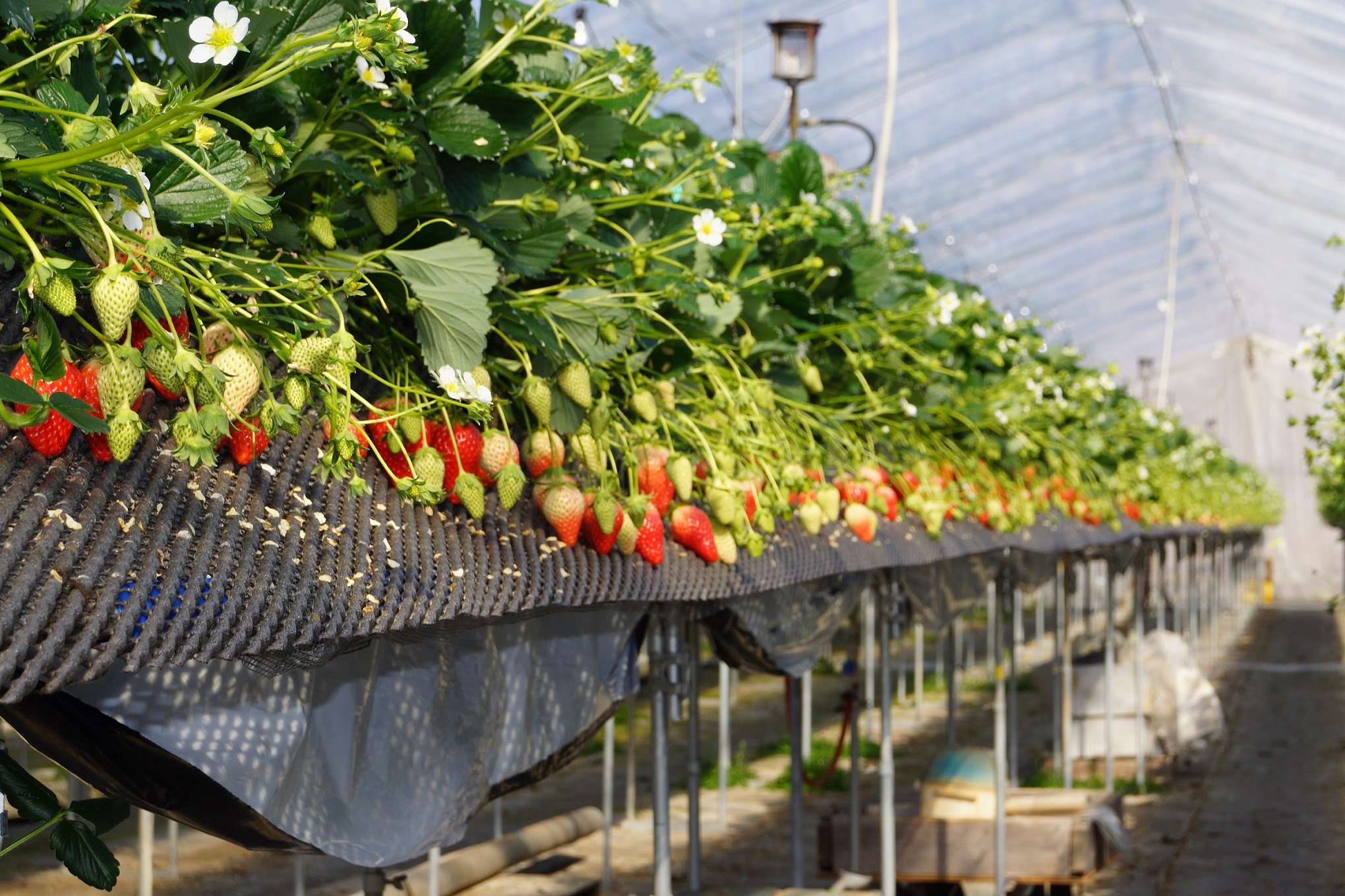 しあわせファー夢の写真1