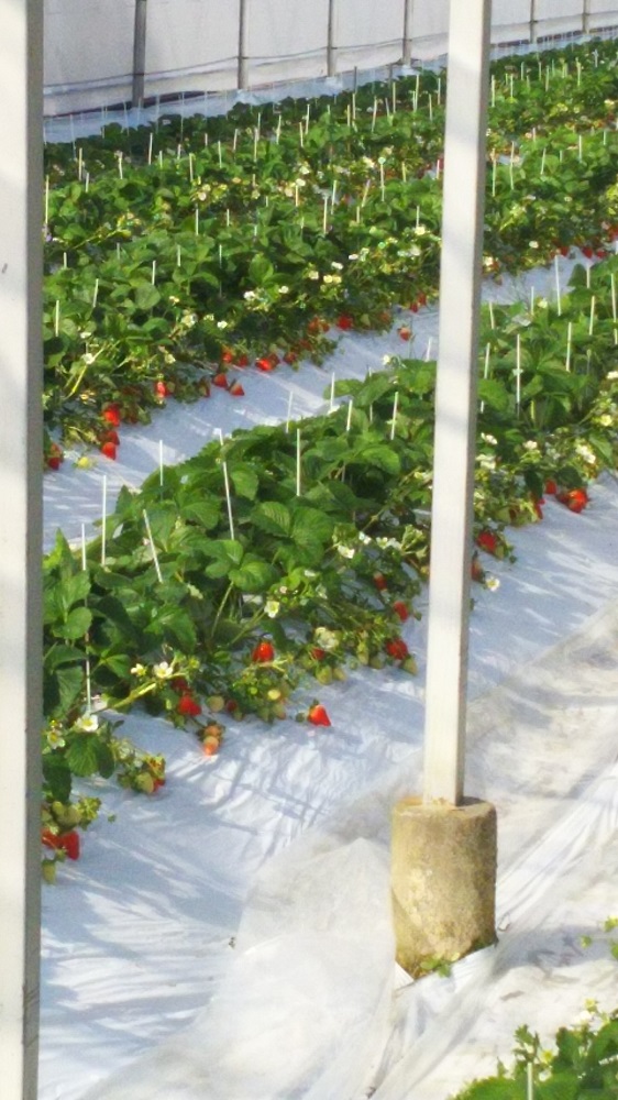 中田農園の写真1