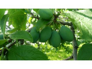 フルーツロード坂東園の写真1