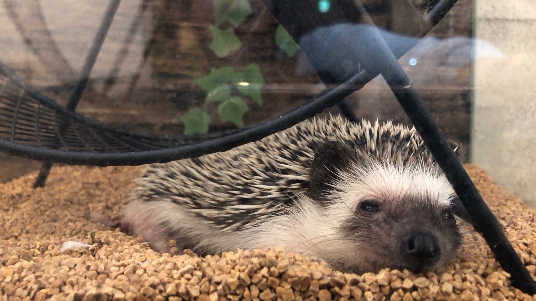 ハリネズミ専門cafe HARRY WOODの写真1