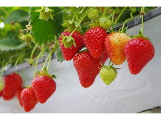 藤の坊さんだ山荘の写真1