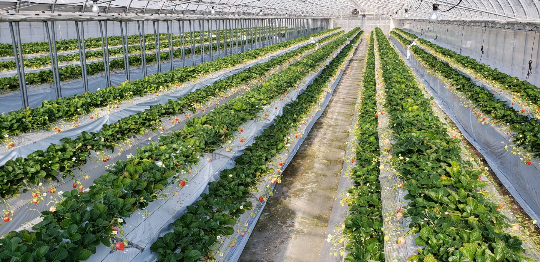 小林農園の写真1