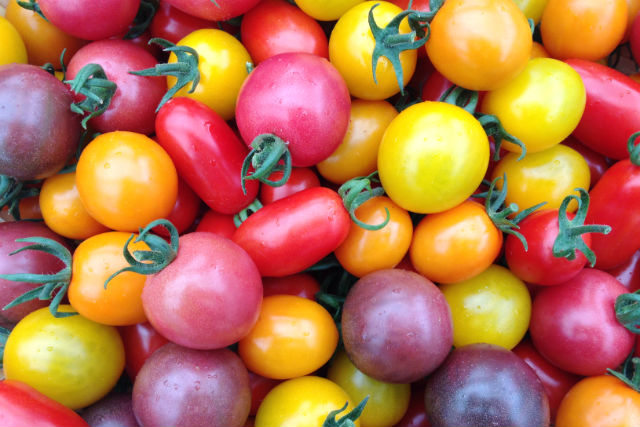 石川トマト農園の写真1