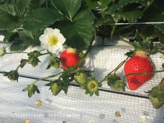 南阿蘇イチゴ園　ベリー樹ベリーの写真1