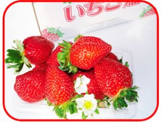 串間いちご畑の写真1