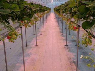 いちごの森 青山