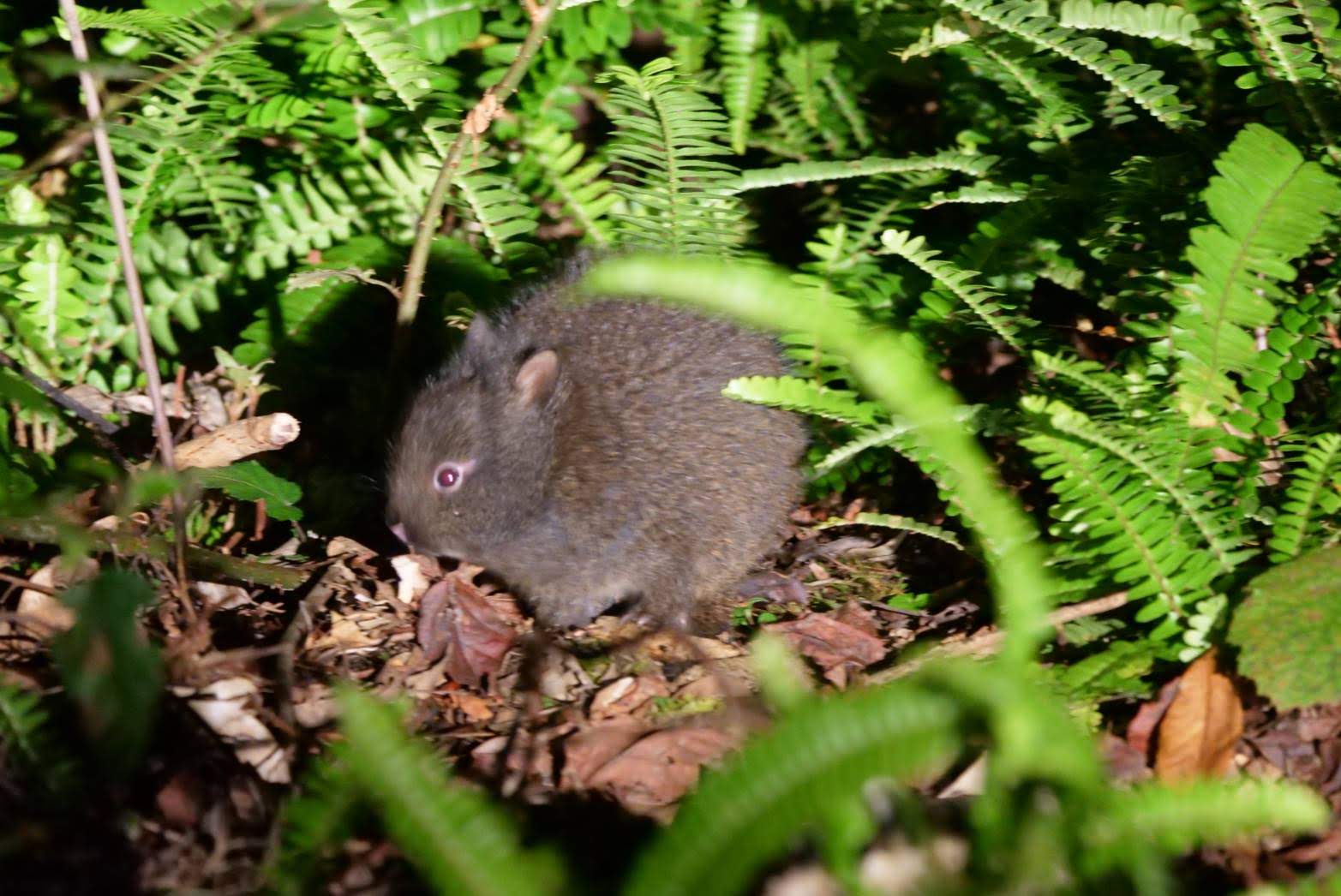 ミッド・ナイトツアー奄美の写真1