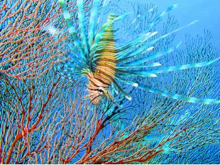 ドルフィン　ループの写真1