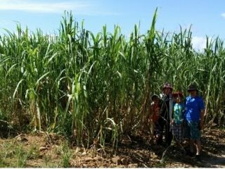 川平観光農園の写真1