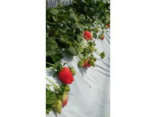 joumonfarmの写真1