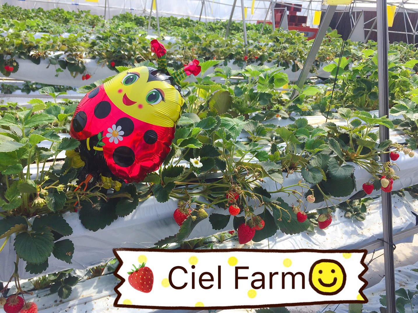 Ciel farmの写真1