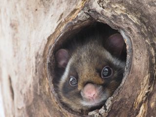 森のいきもの案内人ピッキオの写真1