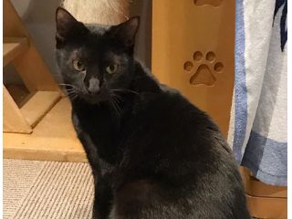 保護ネコカフェAROの写真1