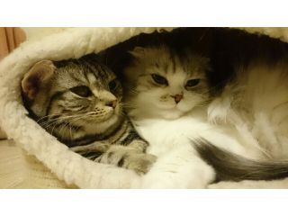 ねこカフェMimiの写真1