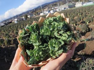 深澤ファームの写真1