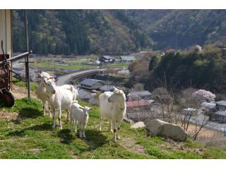 南飛騨馬瀬川観光協会の写真1
