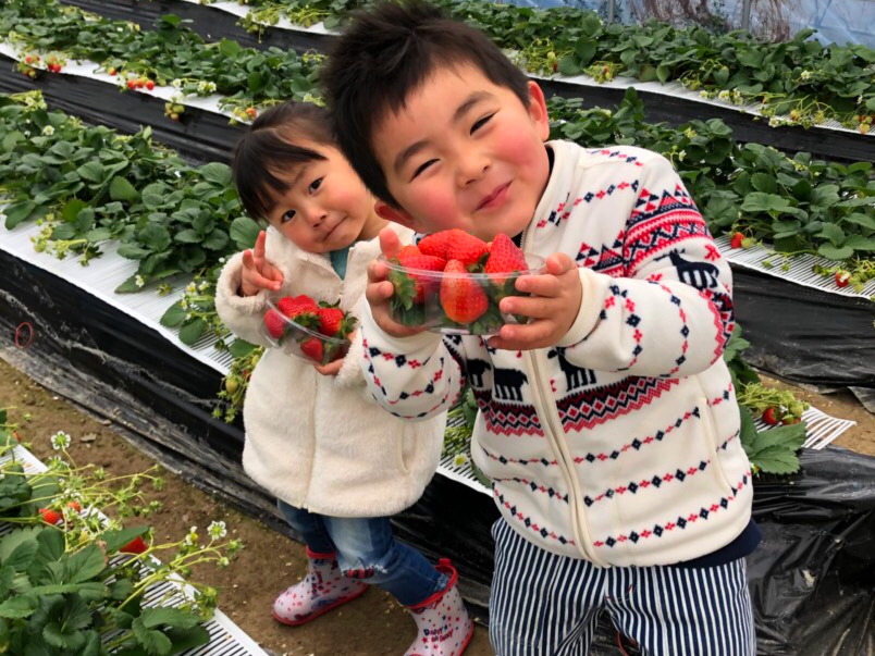 いちごの里　ストロベリーファームの写真1