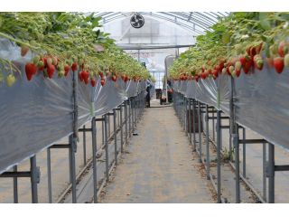 Farm おかよしの写真1