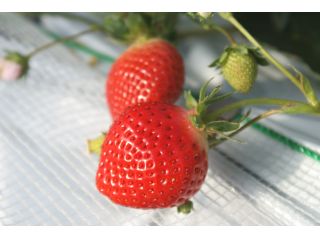 ぶぜんフルーツランドの写真1