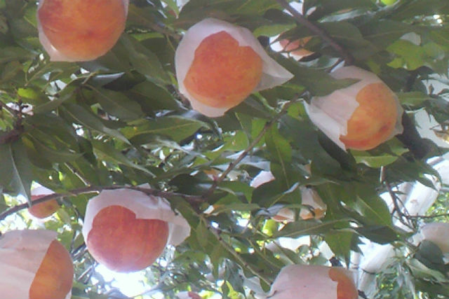 岩田フルーツ農園の写真1