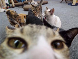 猫カフェGoodLuckの写真1