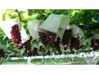 お食事とぶどう狩り 古寿園の写真1