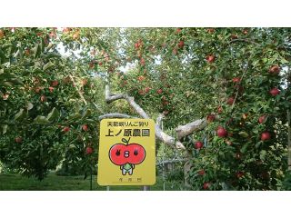 上ノ原農園の写真1