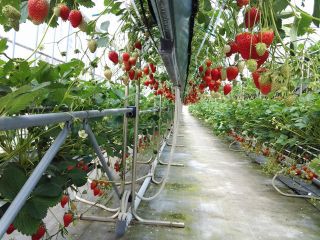 みなくちいちご園の写真1