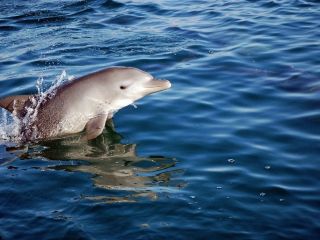 海とオルゴールの写真1