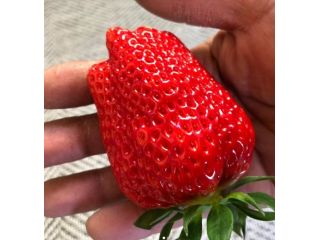 上村農園の写真1