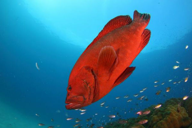 RELAX ダイビングサービスの写真1