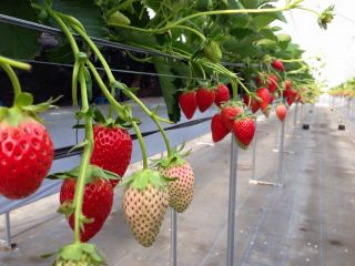 竜王いちご農園の写真1