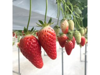 はるおかいちご園の写真1