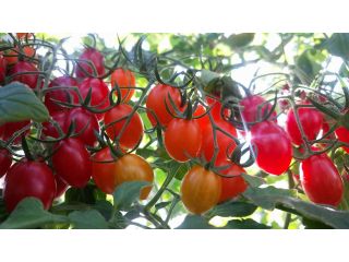 いんどう・ウォーター・ファームの写真1