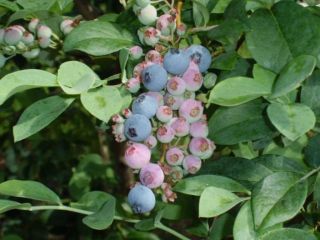 山田農園の写真1