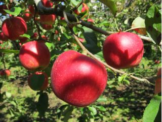 荒牧りんご園の写真1