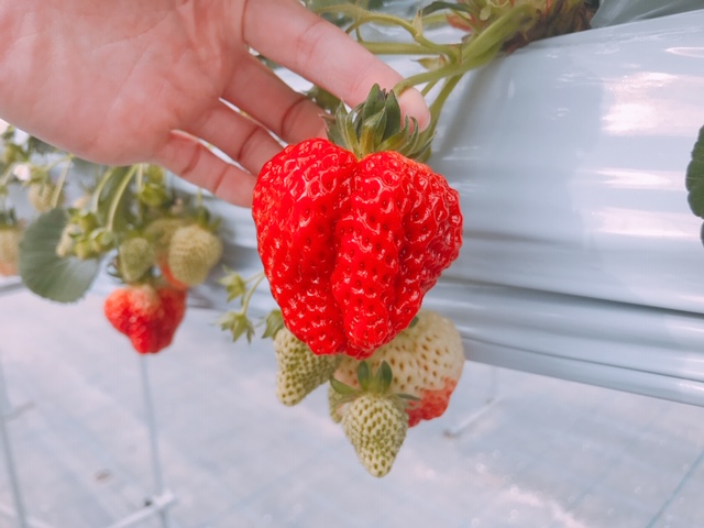 有限会社　安田興和農事　イチゴ園の写真1