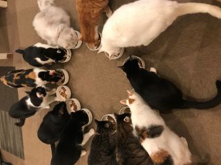 猫カフェ　Tangoの写真1