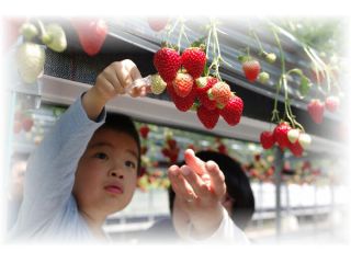 大住いちご園の写真1