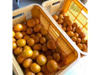 みかみ農園の写真1