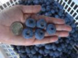 真行寺ブルーベリー園の写真1