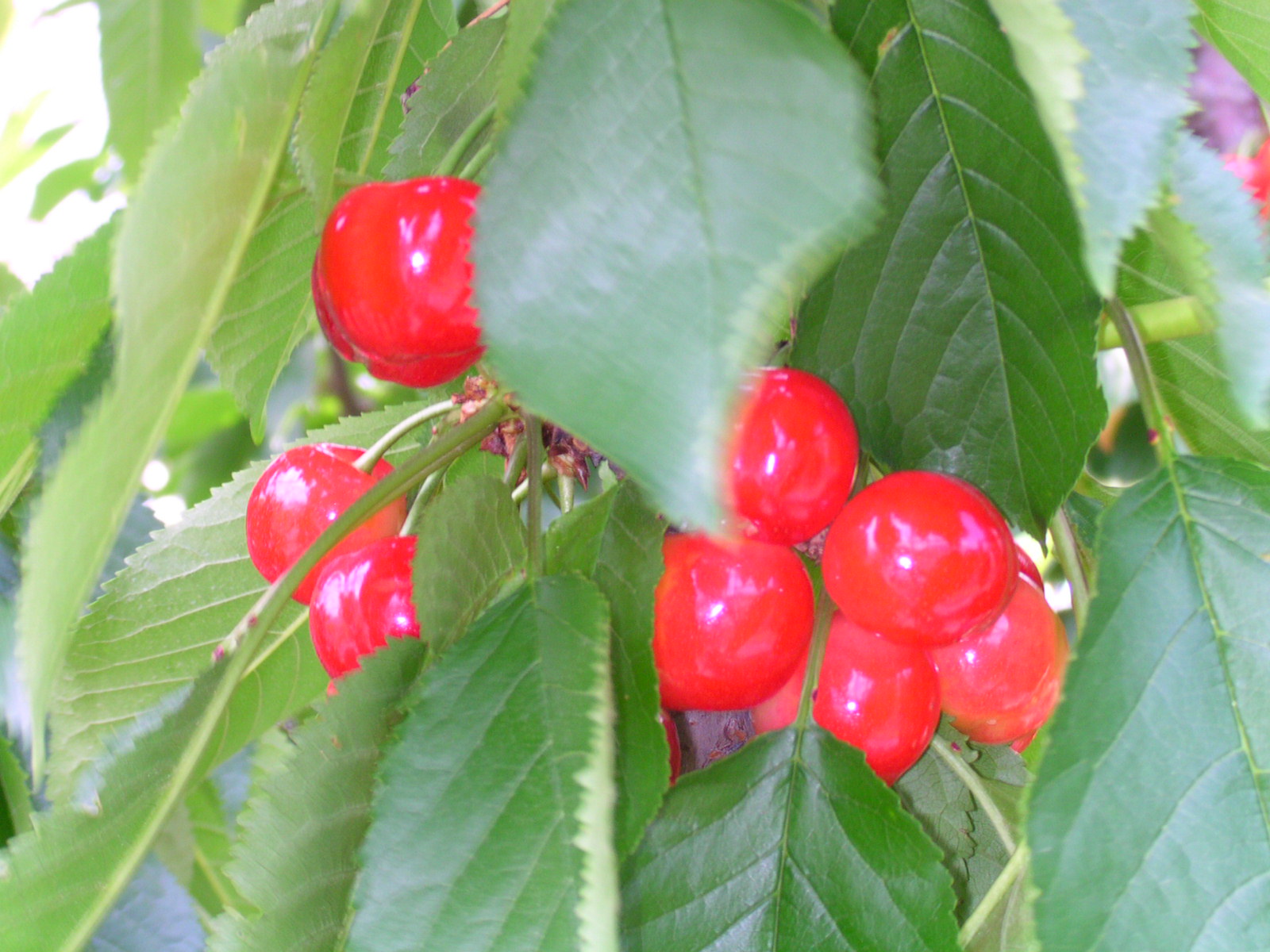 ファーム齋藤の写真1