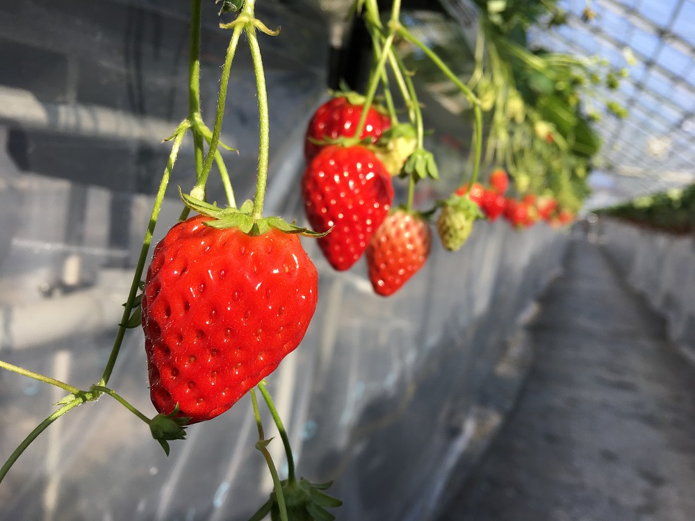 海辺のいちご畑の写真1