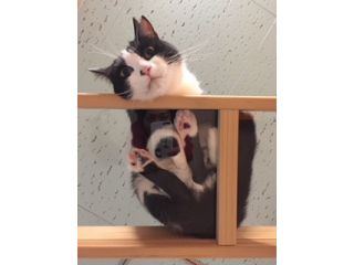 保護猫カフェ・カーロの写真1