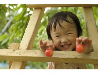 大橋さくらんぼ園の写真1