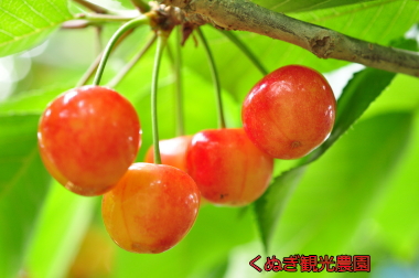 くぬぎ観光農園の写真1