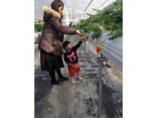 水谷農園　翔ちゃんいちご園の写真1