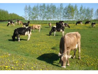 十勝アルプス牧場の写真1