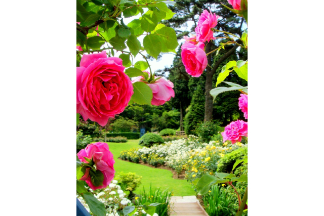 神戸 六甲山花めぐりの写真1